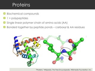 Proteins Biochemical compounds 1 > polypeptides Single linear polymer chain of amino acids (AA) Bonded together by peptide ponds – carboxyl & AA residues ” Proteins."  Wikipedia, The Free Encyclopedia . Wikimedia Foundation, Inc. 