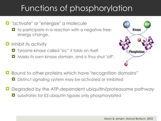 Functions of phosphorylation "activate" or "energize" a molecule to participate in a reaction with a negative free-energy change.  Inhibit its activity Tyrosine kinase called "src” it folds on itself Masks its own kinase domain, and is thus shut "off". Mann & Jensen, Nature Biotech, 2003 Bound to other proteins which have "recognition domains”  Distinct signaling system may be activated or inhibited Degraded by the ATP-dependent ubiquitin/proteasome pathway substrates for E3 ubiquitin ligases only phosphorylated 