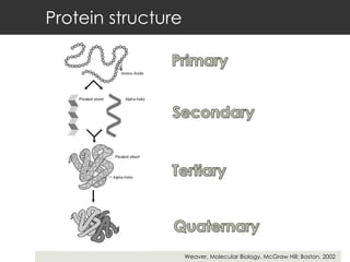 Protein structure Weaver, Molecular Biology, McGraw Hill: Boston, 2002 