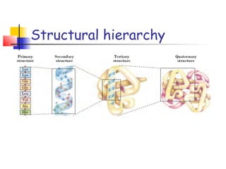 Structural hierarchy
 