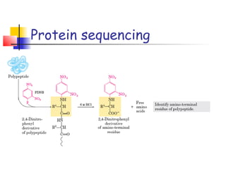 Protein sequencing
 