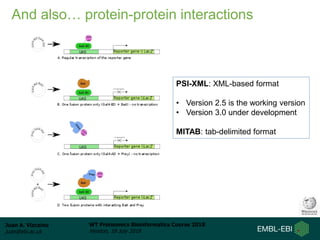 Juan A. Vizcaíno
juan@ebi.ac.uk
WT Proteomics Bioinformatics Course 2018
Hinxton, 18 July 2018
And also… protein-protein interactions
PSI-XML: XML-based format
• Version 2.5 is the working version
• Version 3.0 under development
MITAB: tab-delimited format
 