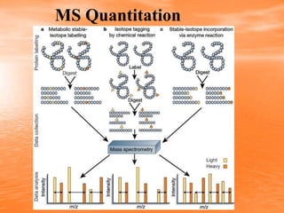 proteomics lecture 2b.ppt protein structure determination | PPT