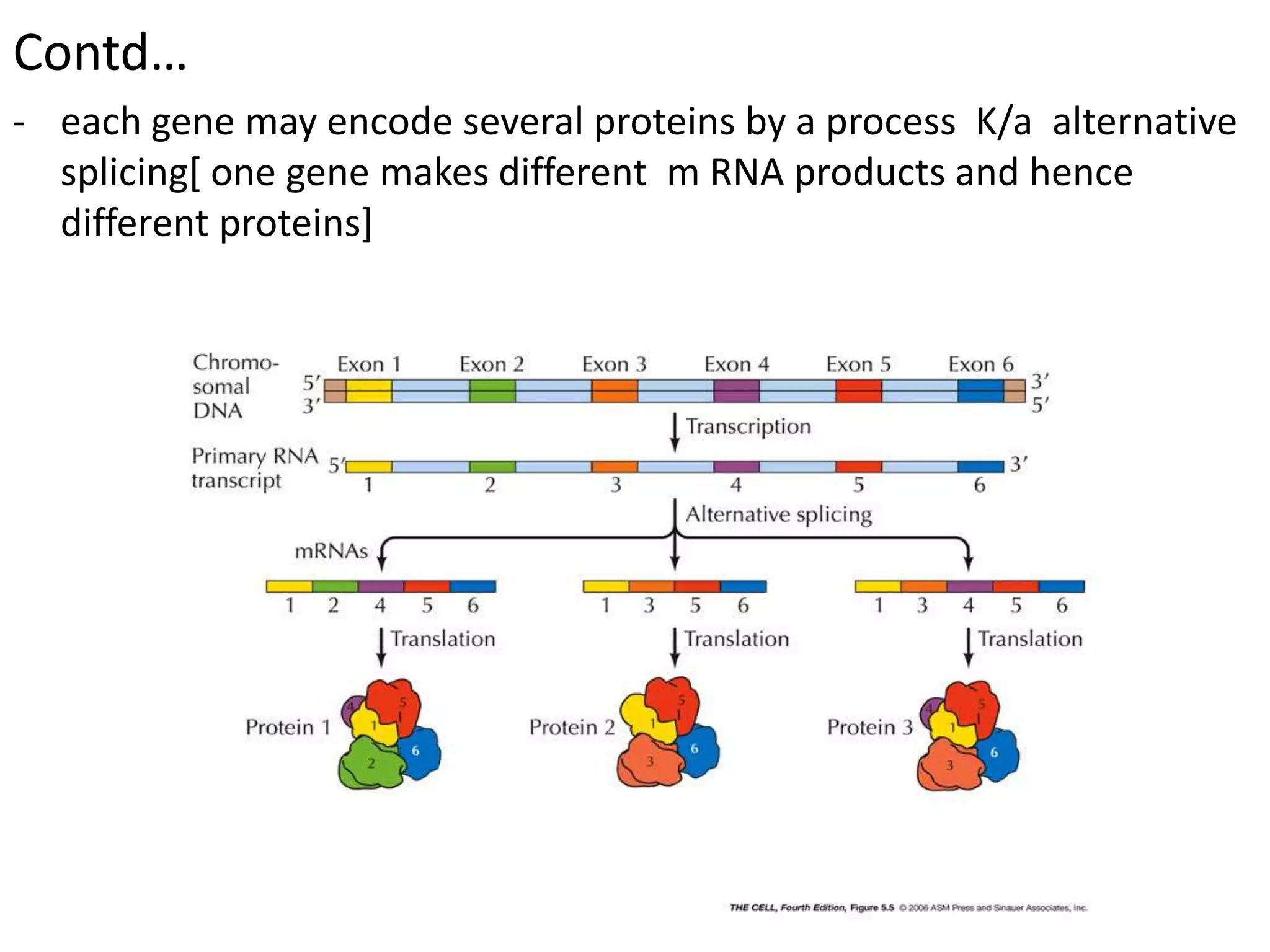 Contd…
- each gene may encode several proteins by a process K/a alternative
splicing[ one gene makes different m RNA products and hence
different proteins]
 