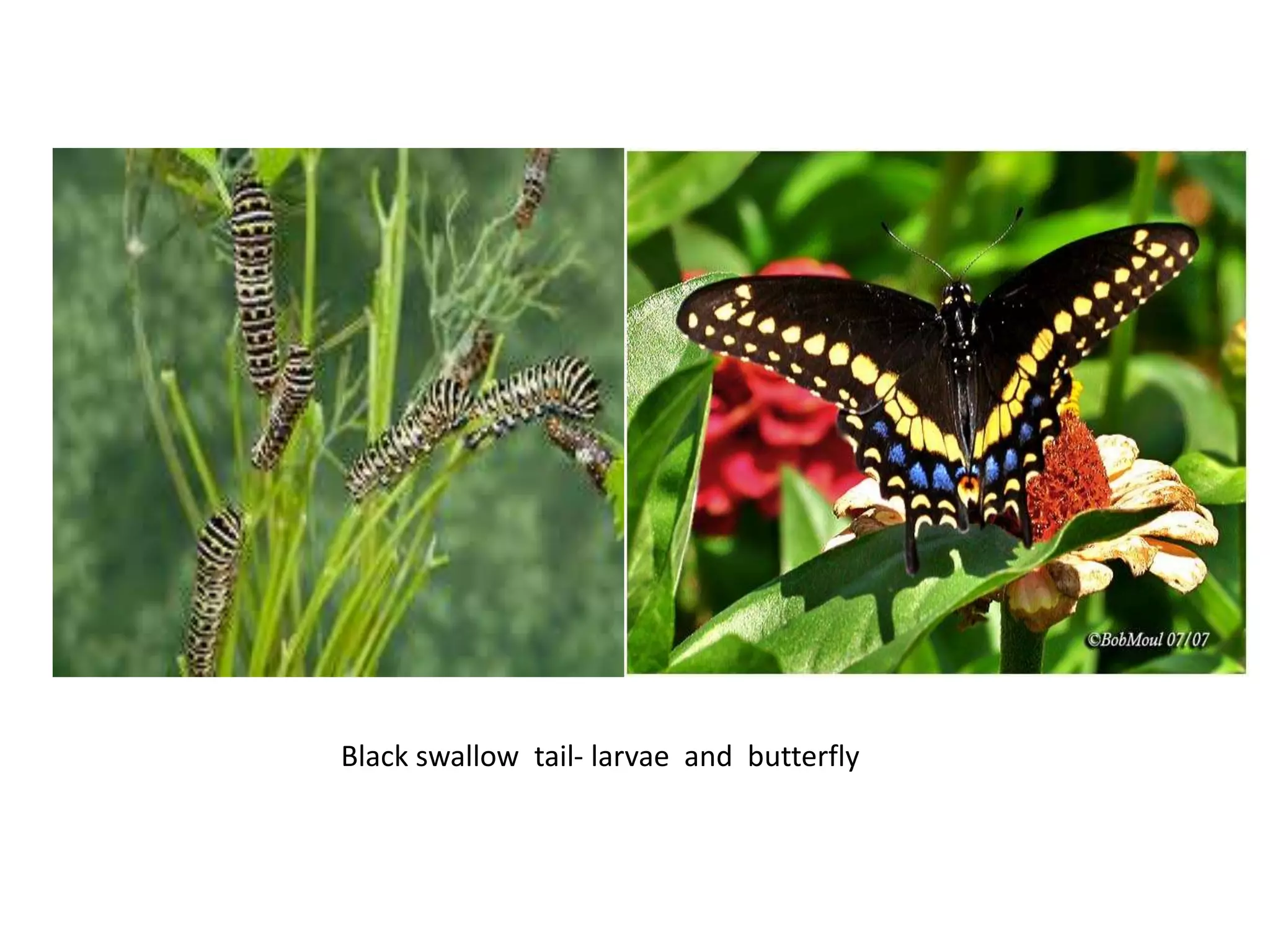 Black swallow tail- larvae and butterfly
 