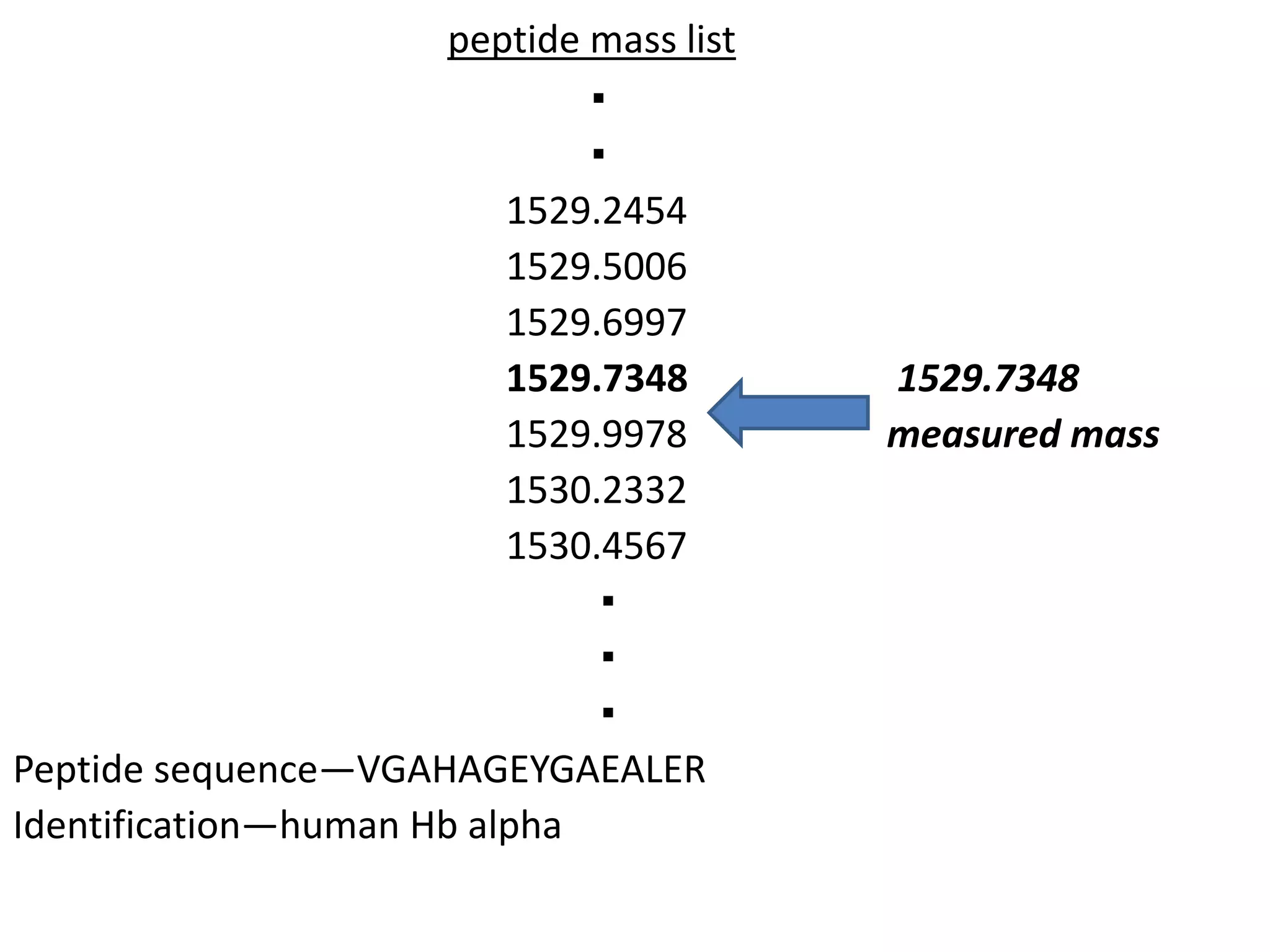 peptide mass list
▪
▪
1529.2454
1529.5006
1529.6997
1529.7348 1529.7348
1529.9978 measured mass
1530.2332
1530.4567
▪
▪
▪
Peptide sequence—VGAHAGEYGAEALER
Identification—human Hb alpha
 
