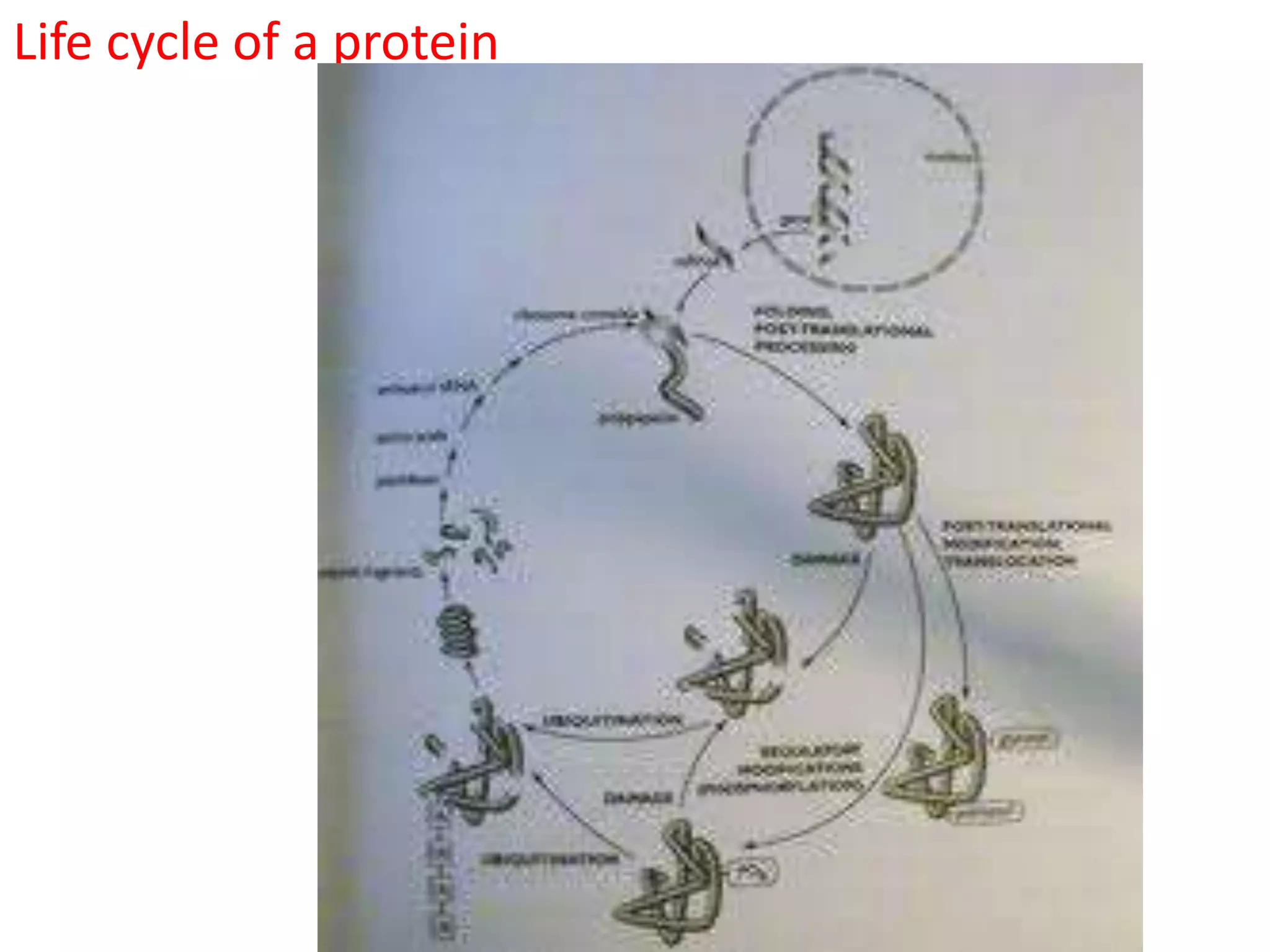 Life cycle of a protein
 
