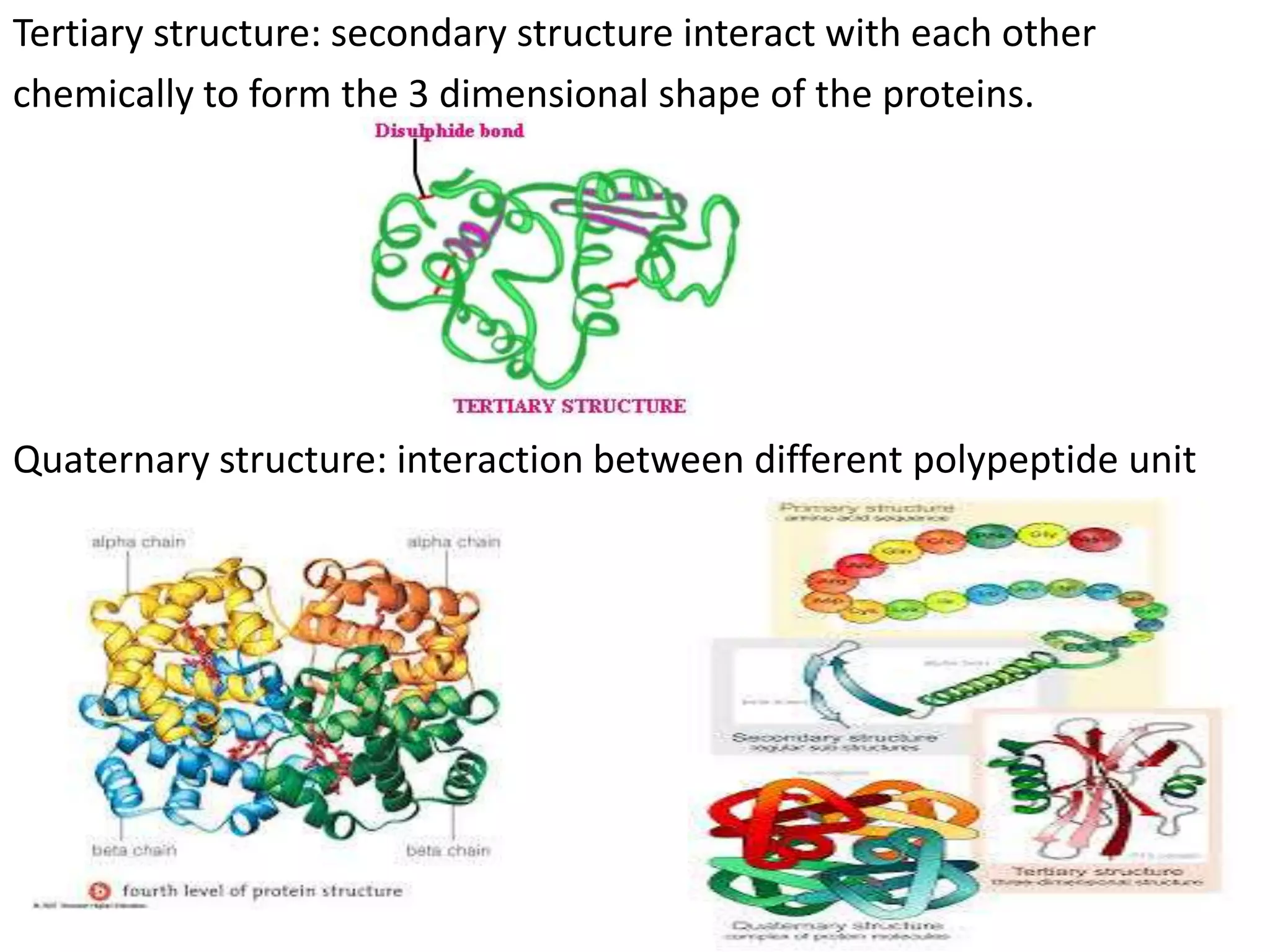 Tertiary structure: secondary structure interact with each other
chemically to form the 3 dimensional shape of the proteins.
Quaternary structure: interaction between different polypeptide unit
 