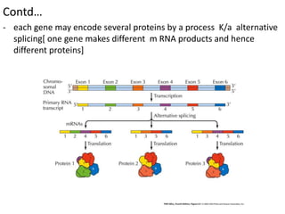 Contd…
- each gene may encode several proteins by a process K/a alternative
splicing[ one gene makes different m RNA products and hence
different proteins]
 