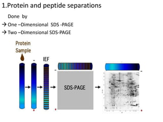 1.Protein and peptide separations
Done by
One –Dimensional SDS -PAGE
Two –Dimensional SDS-PAGE
 