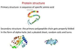 Protein structure
Primary structure- is sequence of specific amino acid
Secondary structure- the primary polypeptide chain gets properly folded
In the form of alpha-helix ,bet a pleated sheet, random coils and turns
 