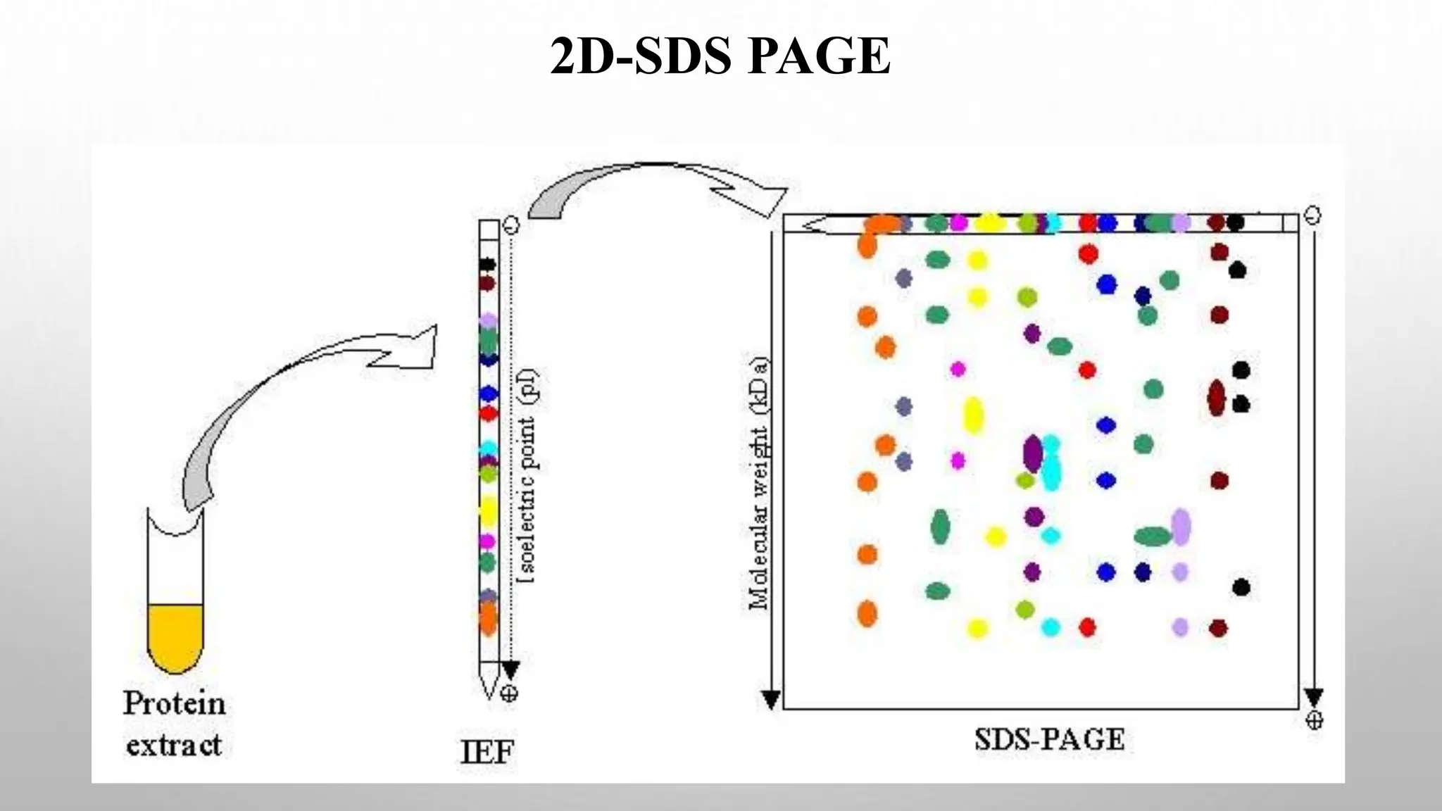 2D-SDS PAGE
 