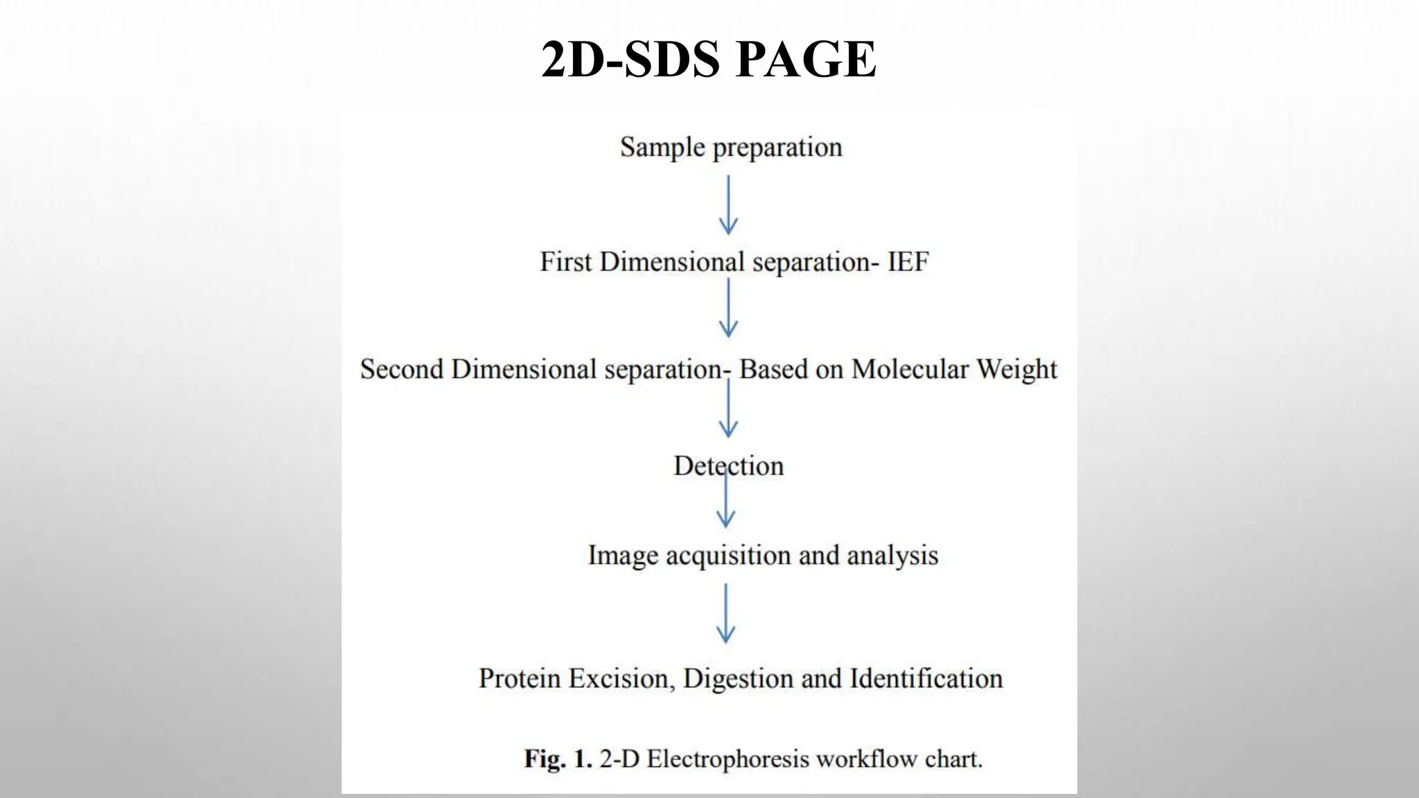 2D-SDS PAGE
 