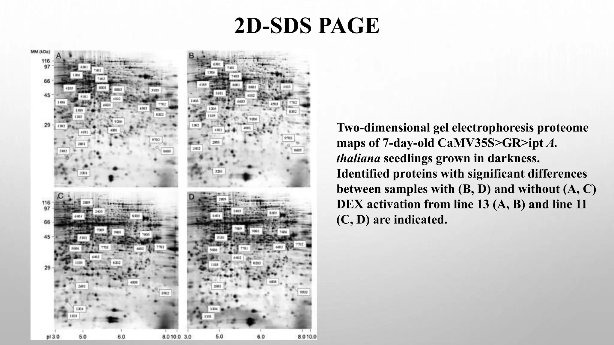 Two-dimensional gel electrophoresis proteome
maps of 7-day-old CaMV35S>GR>ipt A.
thaliana seedlings grown in darkness.
Identified proteins with significant differences
between samples with (B, D) and without (A, C)
DEX activation from line 13 (A, B) and line 11
(C, D) are indicated.
2D-SDS PAGE
 