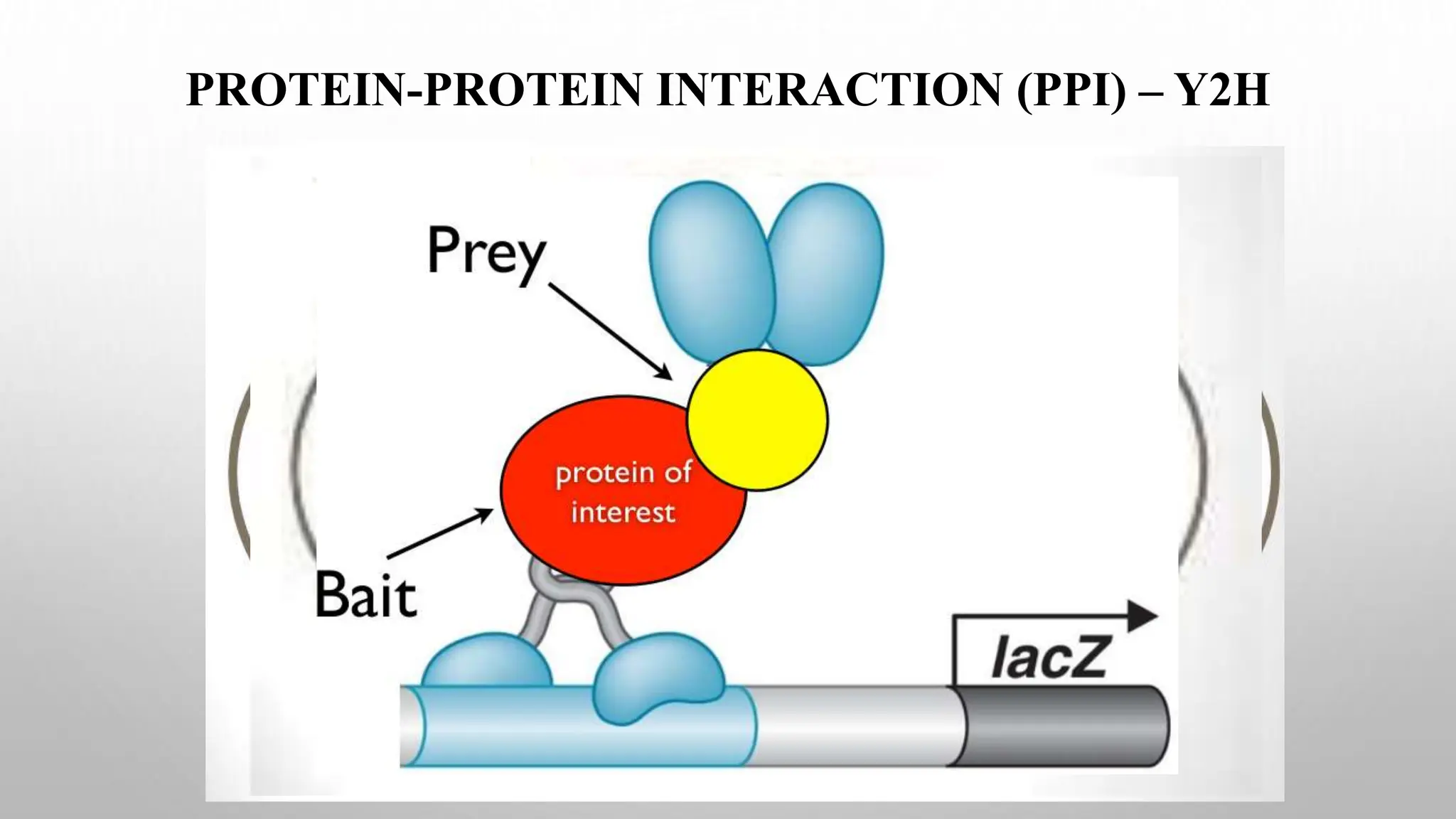 PROTEIN-PROTEIN INTERACTION (PPI) – Y2H
 