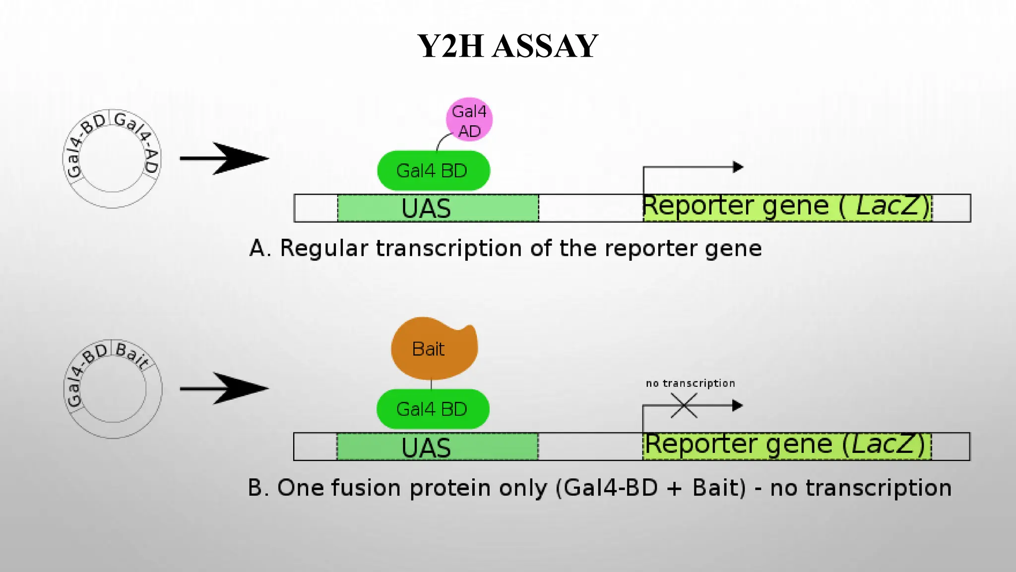 Y2H ASSAY
 