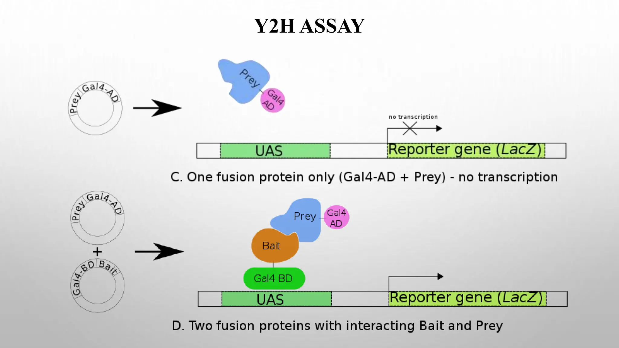 Y2H ASSAY
 