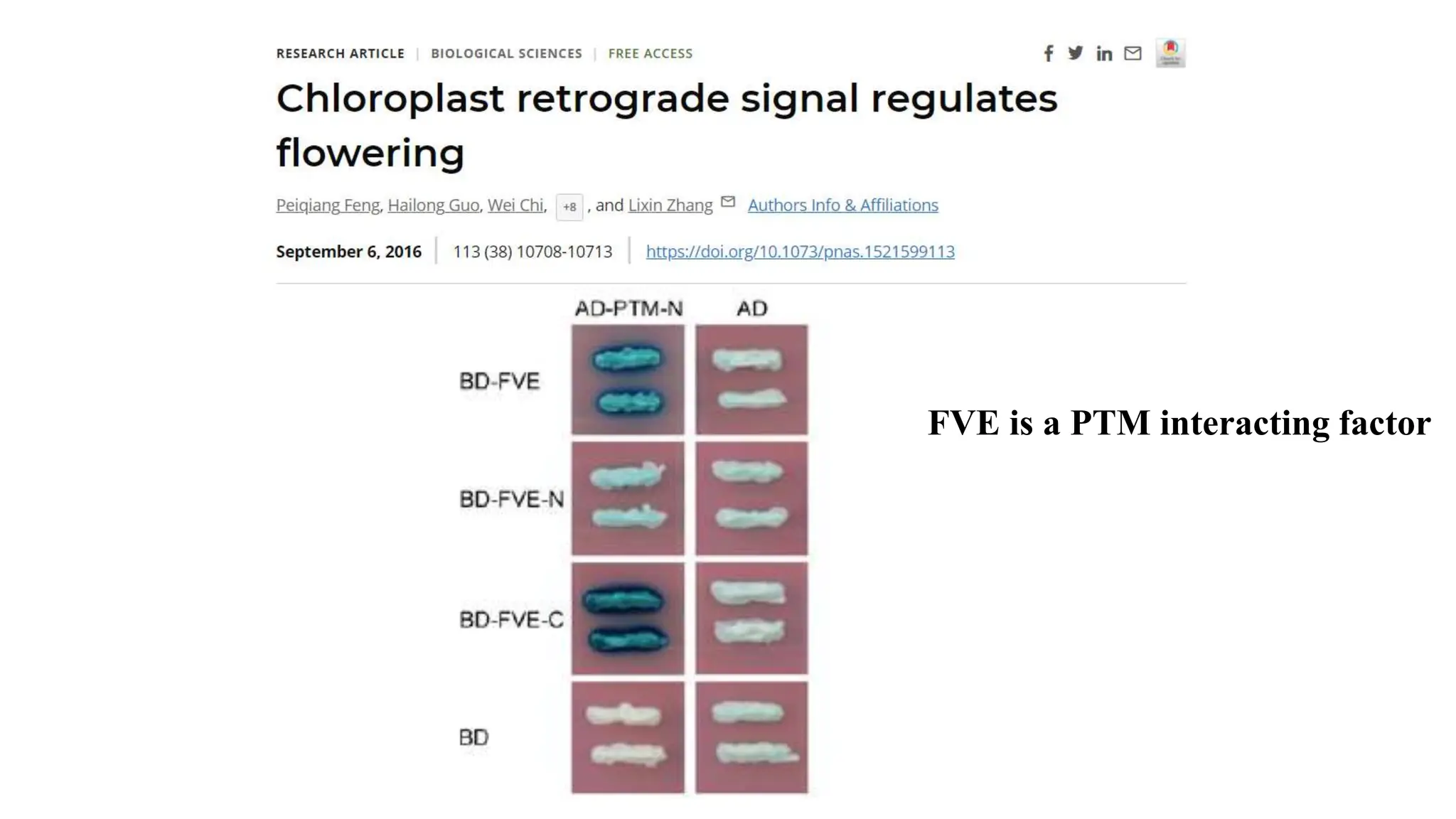 FVE is a PTM interacting factor
 
