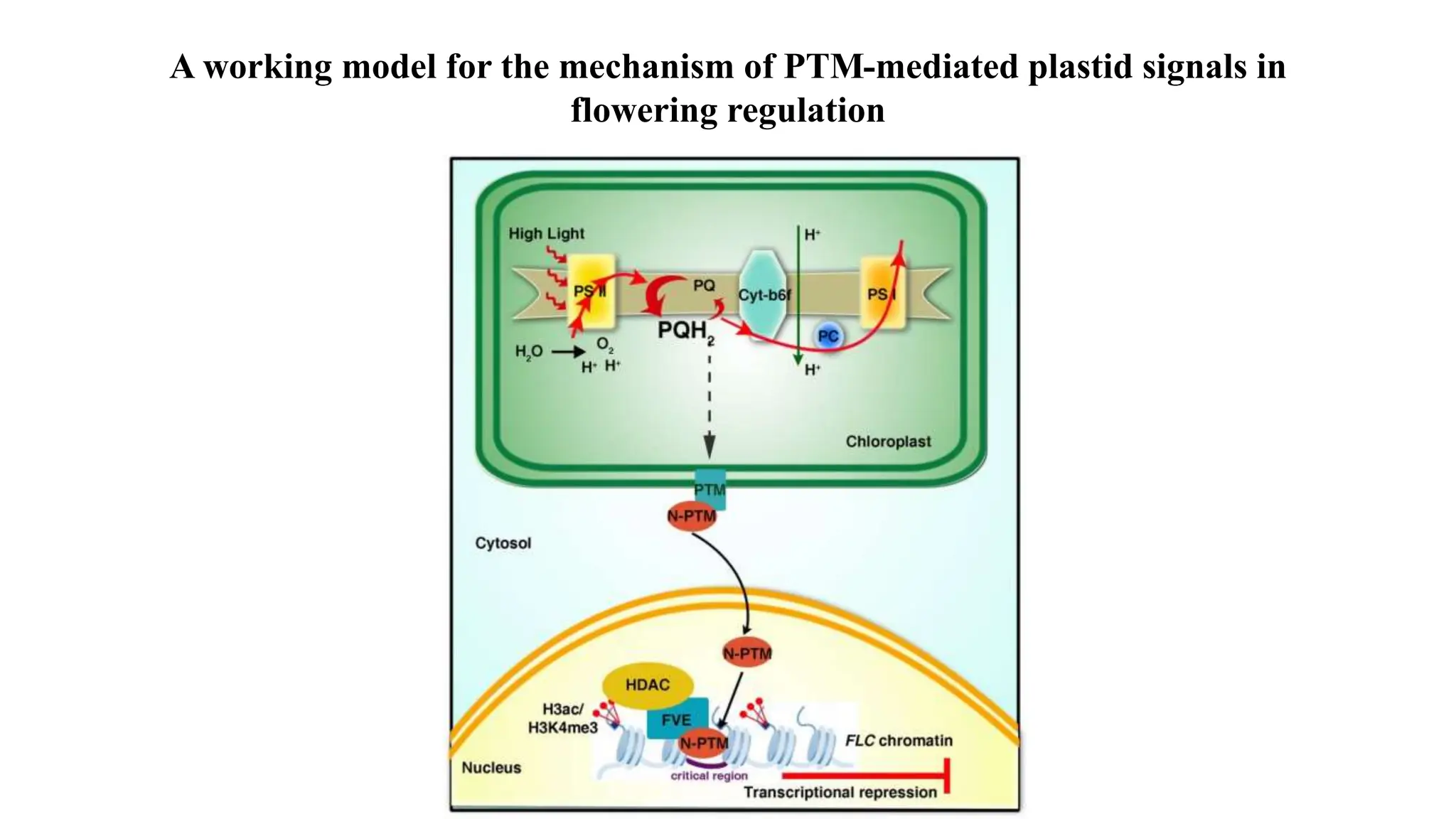 A working model for the mechanism of PTM-mediated plastid signals in
flowering regulation
 