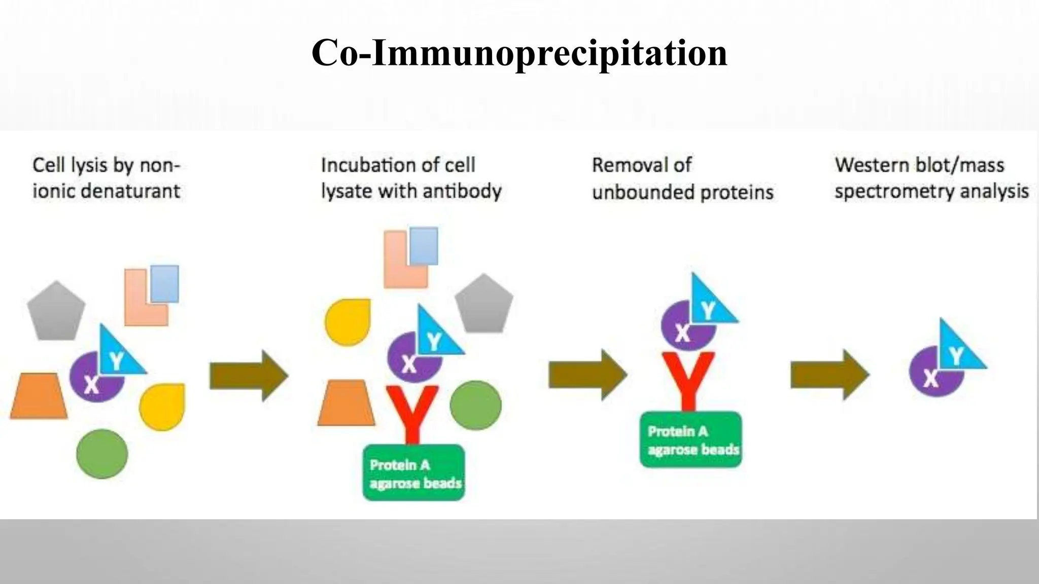 Co-Immunoprecipitation
 