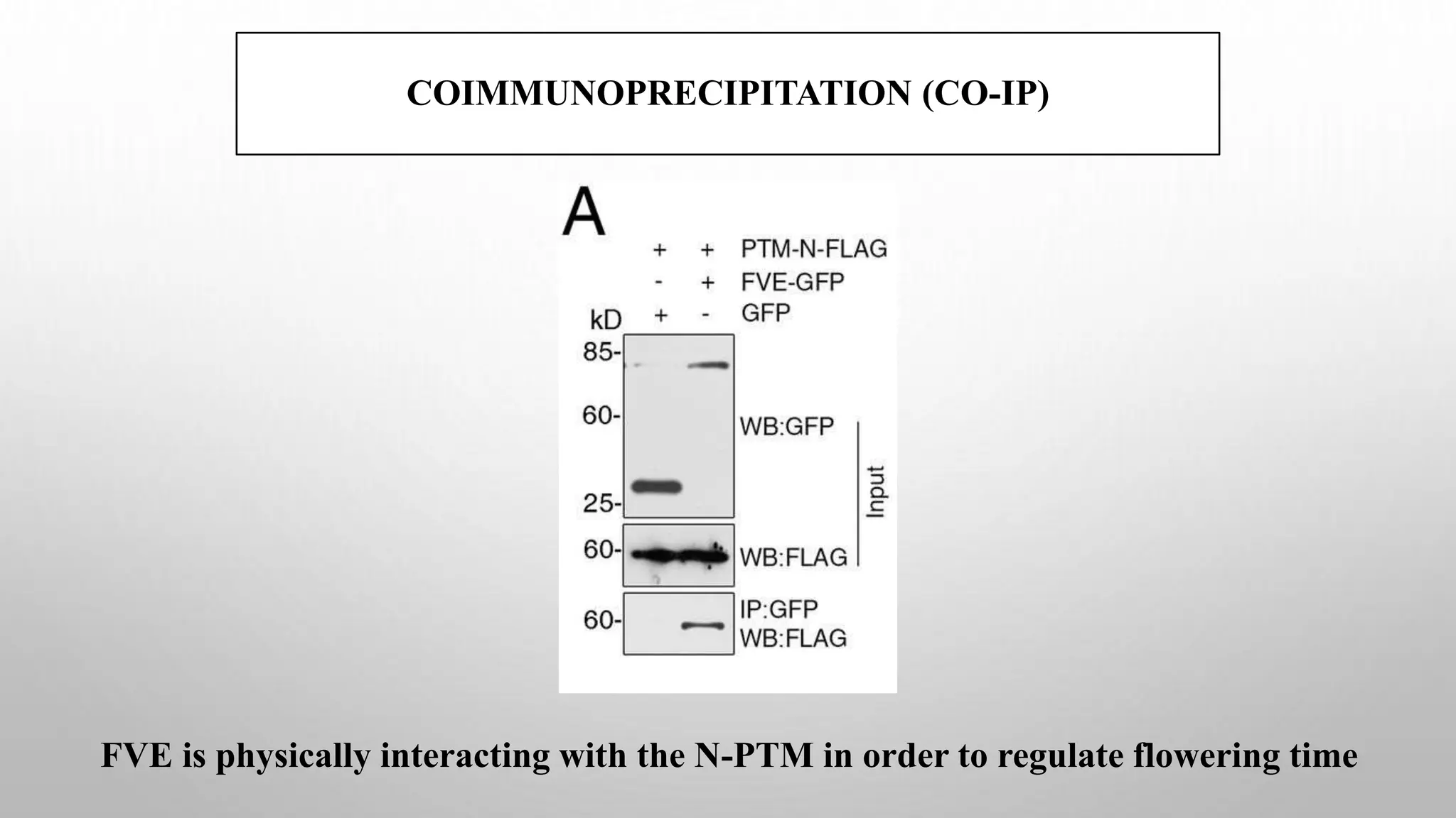 COIMMUNOPRECIPITATION (CO-IP)
FVE is physically interacting with the N-PTM in order to regulate flowering time
 