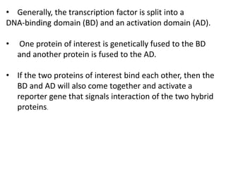 • Generally, the transcription factor is split into a
DNA-binding domain (BD) and an activation domain (AD).
• One protein of interest is genetically fused to the BD
and another protein is fused to the AD.
• If the two proteins of interest bind each other, then the
BD and AD will also come together and activate a
reporter gene that signals interaction of the two hybrid
proteins.
 