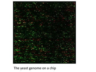 The yeast genome on a chip
 