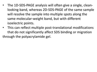 • The 1D-SDS-PAGE analysis will often give a single, clean-
looking band, whereas 2D-SDS-PAGE of the same sample
will resolve the sample into multiple spots along the
same molecular-weight band, but with different
isoelectric points.
• This can reflect multiple post-translational modifications
that do not significantly affect SDS binding or migration
through the polyacrylamide gel.
 