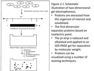 Figure 2.1. Schematic
illustration of two-dimensional
gel electrophoresis.
• Proteins are extracted from
the organism of interest and
solubilized.
• The first dimension
separates proteins based on
isoelectric point.
• The pI strip is reduced and
alkylated and applied to an
SDS-PAGE gel for separation
by molecular weight.
• Proteins can be
visualized using a number of
staining techniques.
 