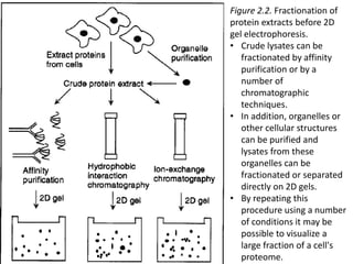 Figure 2.2. Fractionation of
protein extracts before 2D
gel electrophoresis.
• Crude lysates can be
fractionated by affinity
purification or by a
number of
chromatographic
techniques.
• In addition, organelles or
other cellular structures
can be purified and
lysates from these
organelles can be
fractionated or separated
directly on 2D gels.
• By repeating this
procedure using a number
of conditions it may be
possible to visualize a
large fraction of a cell's
proteome.
 