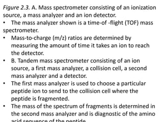 Figure 2.3. A. Mass spectrometer consisting of an ionization
source, a mass analyzer and an ion detector.
• The mass analyzer shown is a time-of -flight (TOF) mass
spectrometer.
• Mass-to-charge (m/z) ratios are determined by
measuring the amount of time it takes an ion to reach
the detector.
• B. Tandem mass spectrometer consisting of an ion
source, a first mass analyzer, a collision cell, a second
mass analyzer and a detector.
• The first mass analyzer is used to choose a particular
peptide ion to send to the collision cell where the
peptide is fragmented.
• The mass of the spectrum of fragments is determined in
the second mass analyzer and is diagnostic of the amino
 