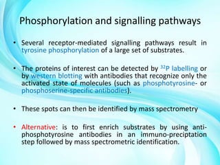 Phosphorylation and signalling pathways
• Several receptor-mediated signalling pathways result in
tyrosine phosphorylation of a large set of substrates.
• The proteins of interest can be detected by 32P labelling or
by western blotting with antibodies that recognize only the
activated state of molecules (such as phosphotyrosine- or
phosphoserine-specific antibodies).
• These spots can then be identified by mass spectrometry
• Alternative: is to first enrich substrates by using antiphosphotyrosine antibodies in an immuno-preciptation
step followed by mass spectrometric identification.

 