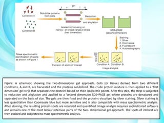 Figure: A schematic showing the two-dimensional gel approach. Cells (or tissue) derived from two different
conditions, A and B, are harvested and the proteins solubilized. The crude protein mixture is then applied to a ‘first
dimension’ gel strip that separates the proteins based on their isoelectric points. After this step, the strip is subjected
to reduction and alkylation and applied to a ‘second dimension SDS–PAGE gel where proteins are denatured and
separated on the basis of size. The gels are then fixed and the proteins visualized by silver staining. Silver staining is
less quantitative than Coomassie blue but more sensitive and is also compatible with mass spectrometric analysis.
After staining, the resulting protein spots are recorded and quantified. Image analysis requires sophisticated software
and remains one of the most labour-intensive parts of the two- dimensional gel approach. The spots of interest are
then excised and subjected to mass spectrometric analysis.

 