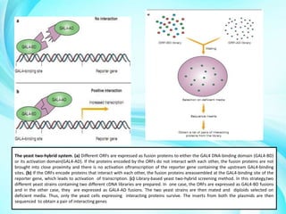The yeast two-hybrid system. (a) Different ORFs are expressed as fusion proteins to either the GAL4 DNA-binding domain (GAL4-BD)
or its activation domain(GAL4-AD). If the proteins encoded by the ORFs do not interact with each other, the fusion proteins are not
brought into close proximity and there is no activation oftranscription of the reporter gene containing the upstream GAL4-binding
sites. (b) If the ORFs encode proteins that interact with each other, the fusion proteins areassembled at the GAL4-binding site of the
reporter gene, which leads to activation of transcription. (c) Library-based yeast two-hybrid screening method. In this strategy,two
different yeast strains containing two different cDNA libraries are prepared. In one case, the ORFs are expressed as GAL4-BD fusions
and in the other case, they are expressed as GAL4-AD fusions. The two yeast strains are then mated and diploids selected on
deficient media. Thus, only the yeast cells expressing interacting proteins survive. The inserts from both the plasmids are then
sequenced to obtain a pair of interacting genes

 