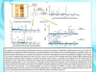 A strategy for mass spectrometric identification of proteins and post-translational modifications. (a) Responsive cells such as NIH 3T3
fibroblasts are treated with PDGF followed by immunoprecipitation of cell lysates with anti-phosphotyrosine antibodies. After onedimensional gel electrophoresis, the gel is silver stained, the protein band excised as shown and subjected to digestion with trypsin.
This results in peptides with arginine or lysine at their C termini as a result of the cleavage specificity of trypsin. (b) An aliquot of the
supernatant containing tryptic peptides is analysed by MALDI, which results in a peptide-mass fingerprint of the protein. (c) The
remainder of the supernatant is desalted and analysed by nano-electrospray tandem mass spectrometry. The top panel shows the
individual peptide peaks in the mass spectrum. The bottom panel shows how sequence can be derived by fragmentation of the
chosen peptide (m2) by tandem mass spectrometry. (d) The phospho-peptides may be enriched by purifying the peptide mixture over
a metal resin micro-column. The resulting peptides can then be analysed by MALDI as shown (and subsequently by nanoelectrospray) before and after treatment with alkaline phosphatase. The panel shows a singly phosphorylated (showing a shift of 80
Da) and a doubly phosphorylated (showing a shift of 160 Da) peptide in the MALDI spectrum

 