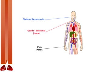Sistema Respiratório
Gastro- intestinal
(boca)
Pele
(Poros)
 
