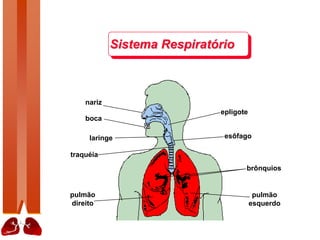 nariz
boca
laringe
traquéia
pulmão
direito
pulmão
esquerdo
brônquios
epligote
esôfago
Sistema Respiratório
 