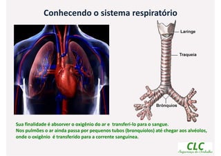Conhecendo o sistema respiratório
Sua finalidade é absorver o oxigênio do ar e transferi-lo para o sangue.
Nos pulmões o ar ainda passa por pequenos tubos (bronquíolos) até chegar aos alvéolos,
onde o oxigênio é transferido para a corrente sanguínea.
 