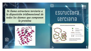 Se llama estructura terciaria a
la disposición tridimensional de
todos los átomos que componen
la proteína
Estructura
terciaria
 