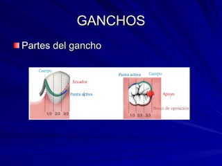 GANCHOS Partes del gancho 