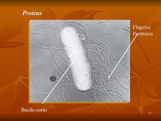 Proteus Flagelos Perítricos Bacilo corto 