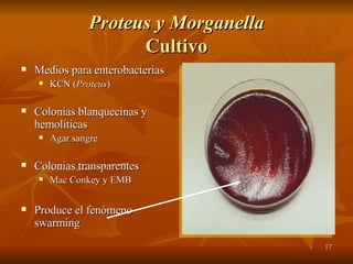 Proteus y Morganella Cultivo Medios para enterobacterias KCN ( Proteus ) Colonias blanquecinas y hemolíticas Agar sangre Colonias transparentes Mac Conkey y EMB Produce el fenómeno swarming 