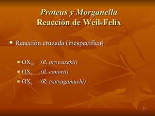 Proteus y Morganella Reacción de Weil-Felix Reacción cruzada (inespecífica) OX 19  (R. prowazekii) OX 2 (R. conorii) OX k (R. tsutsugamuchi) 