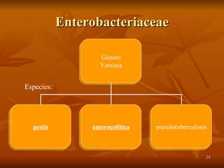 Enterobacteriaceae Especies: Género Yersinia pestis enterocolitica pseudotuberculosis 