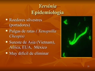 Yersinia Epidemiología Roedores silvestres (portadores) Pulgas de ratas  ( Xenopsilla Cheopis) Sureste de Asia (Vietnam), Africa, EUA,  México Muy difícil de eliminar  