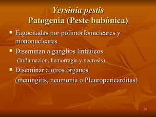 Yersinia pestis Patogenia (Peste bubónica) Fagocitadas por polimorfonucleares y mononucleares Diseminan a ganglios linfaticos (Inflamación, hemorragia y necrosis) Diseminar a otros órganos (meningitis, neumonía o Pleuropericarditas) 