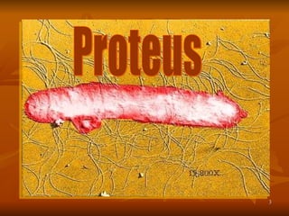 Proteus 