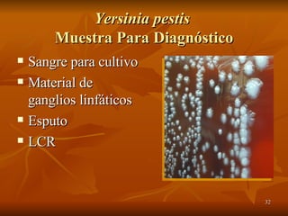 Yersinia pestis  Muestra Para Diagnóstico Sangre para cultivo Material de ganglios linfáticos Esputo LCR 