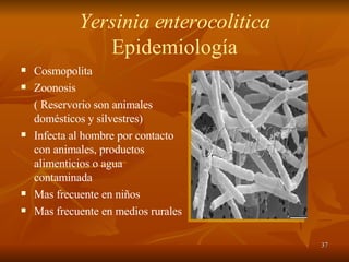 Yersinia enterocolitica Epidemiología Cosmopolita Zoonosis  ( Reservorio son animales domésticos y silvestres) Infecta al hombre por contacto con animales, productos alimenticios o agua contaminada Mas frecuente en niños Mas frecuente en medios rurales 