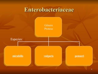 Enterobacteriaceae Especies: Género Proteus mirabilis vulgaris penneri 